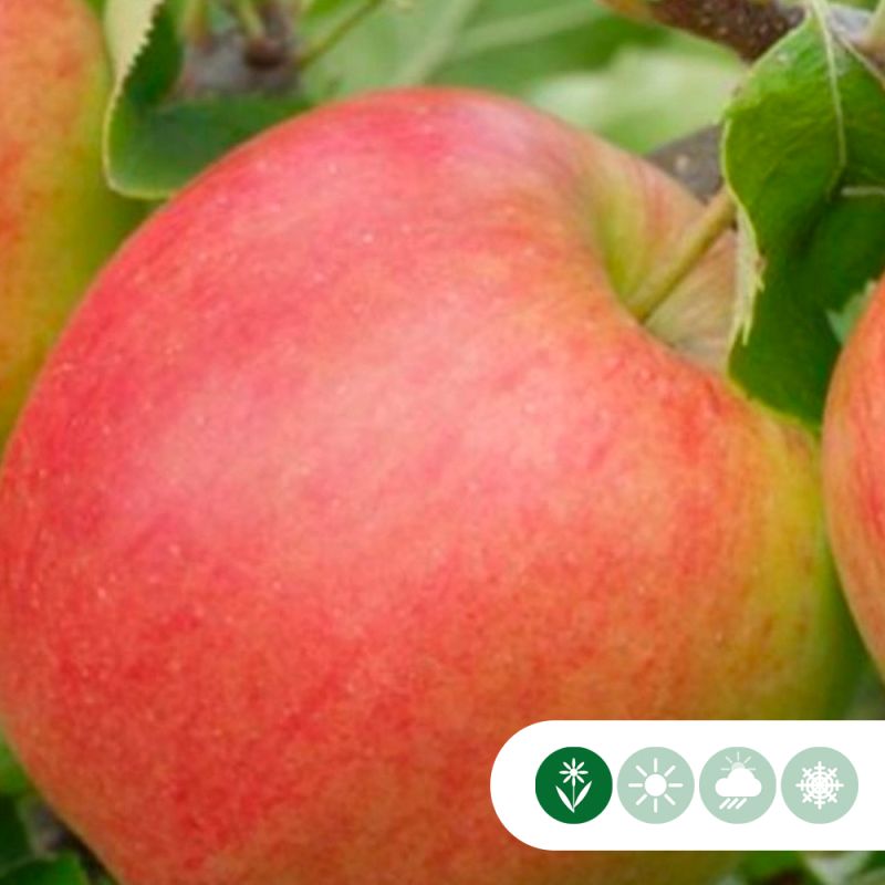 Malus Jonagold - leiboom