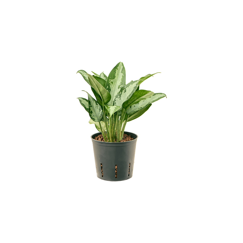 anthurium plant purple Anthurium Sp. 'Purple' with 2 Leaves (EXACT PLANT) – Amazon Plants Peru main image 0