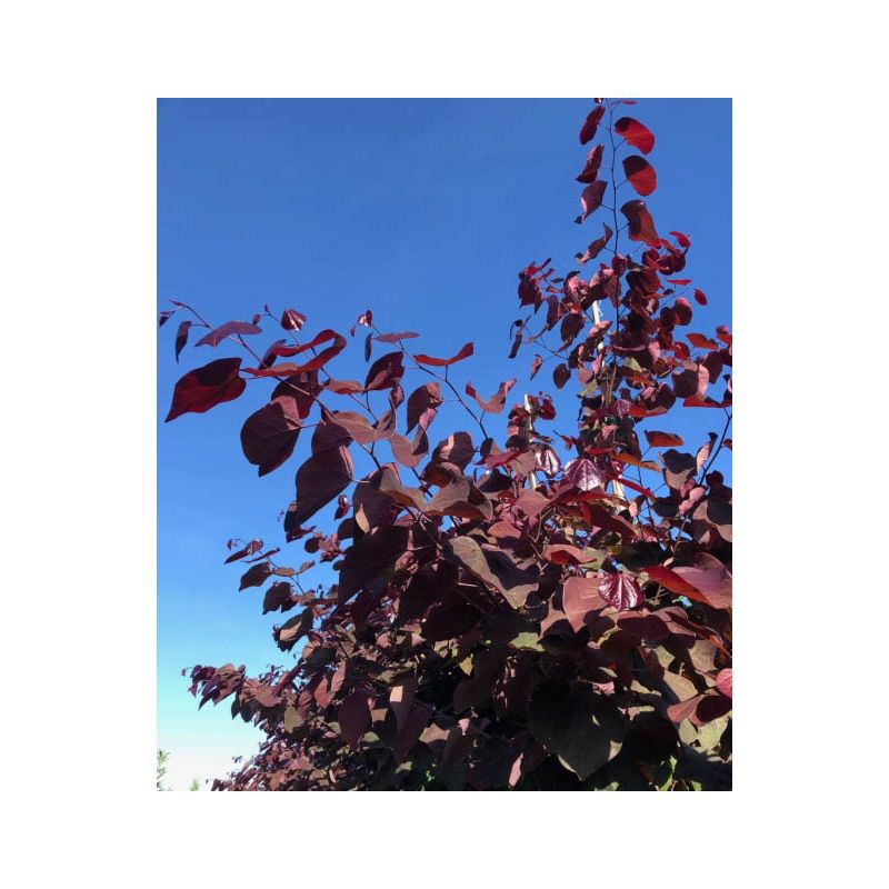 Cercis Forest Pansy - meerstammig