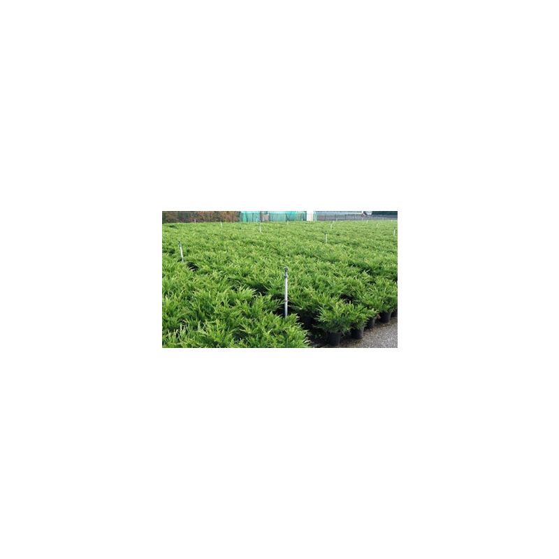 Juniperus Mint Julep