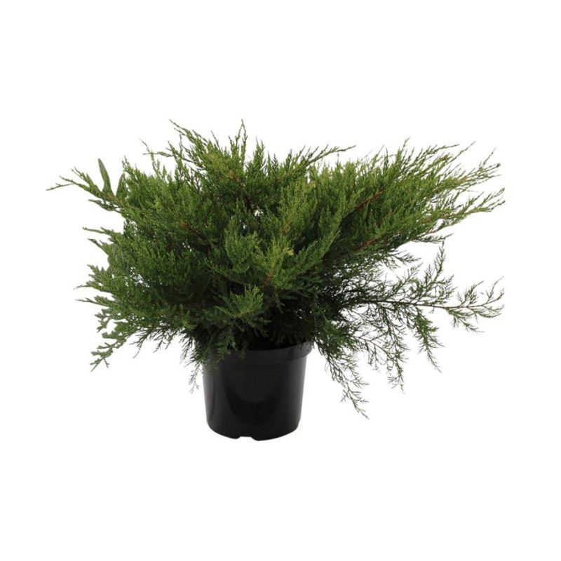 Juniperus Mint Julep