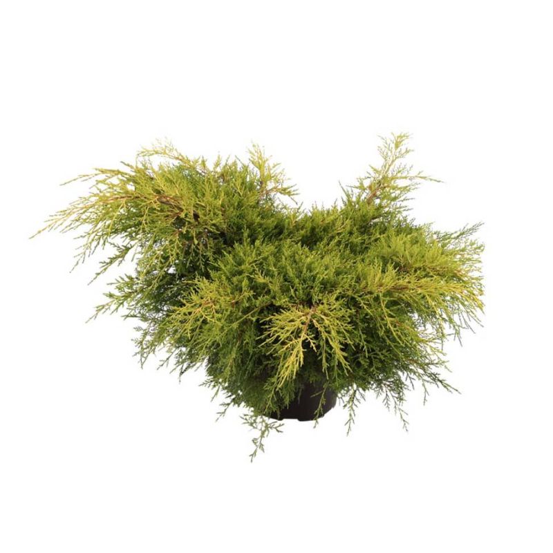 Juniperus Old Gold