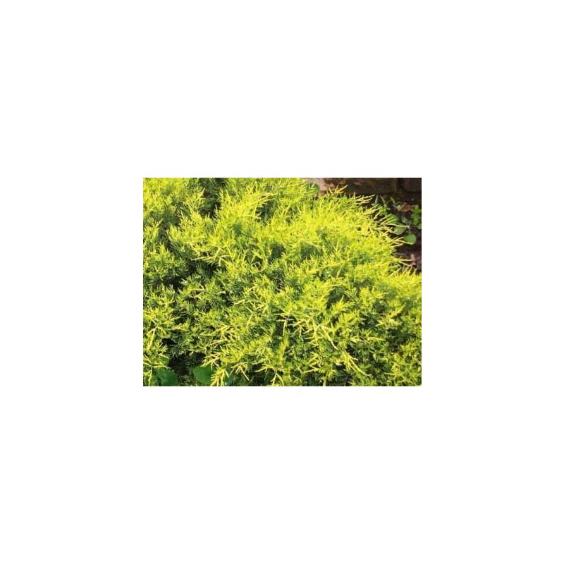 Juniperus Old Gold