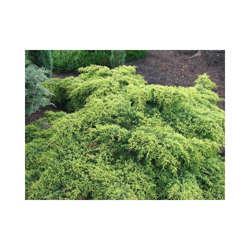 Juniperus Old Gold