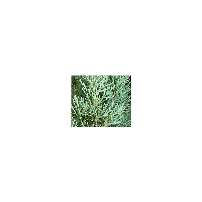 bambus fleece Bambus Frottee Fleece Stoff main image 0