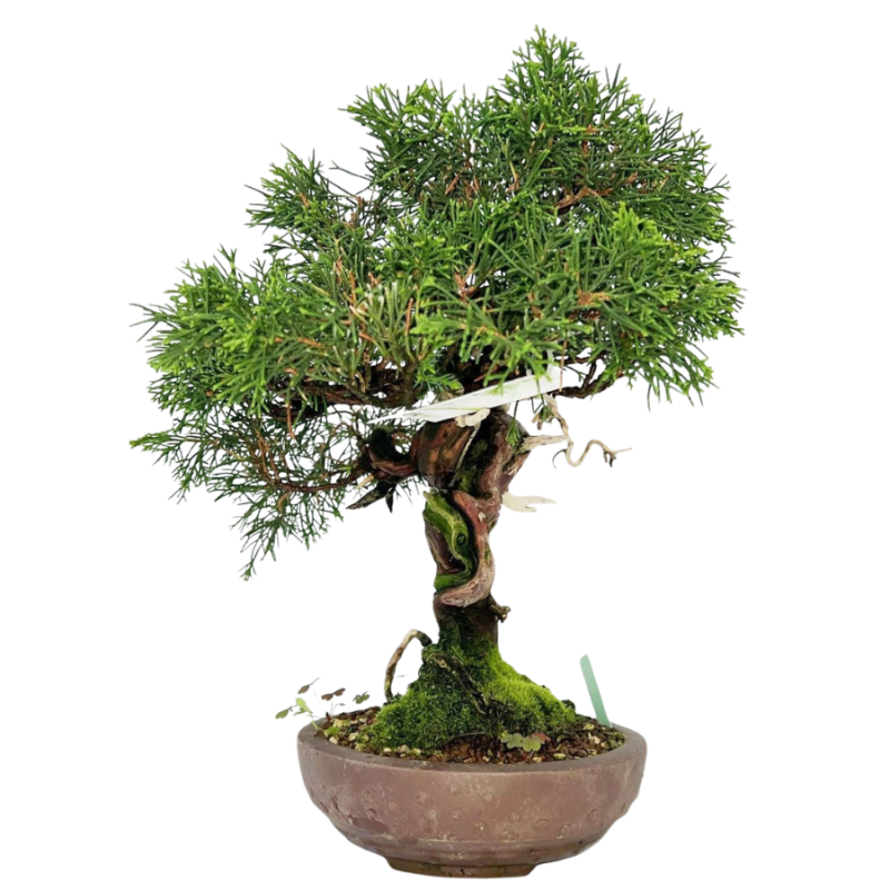 Juniperus chinensis - bonsai
