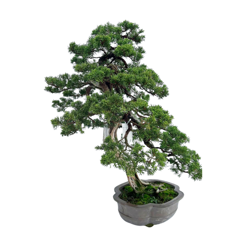 Juniperus chinensis - bonsai