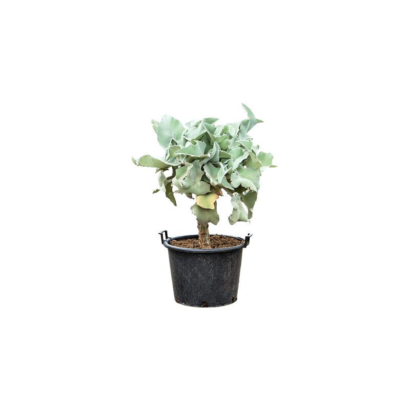 Kalanchoe beharensis op stam