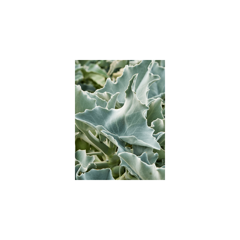 Kalanchoe beharensis op stam