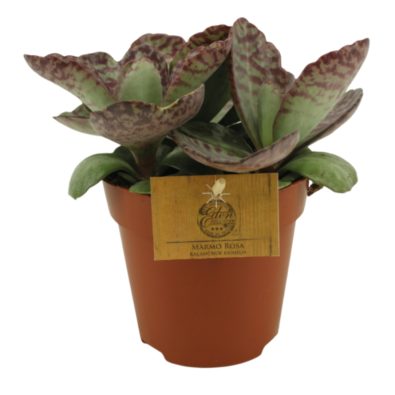 Kalanchoe Surprising Desert