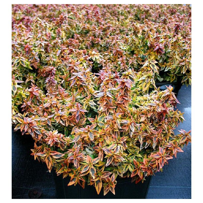 Abelia Kaleidoscoop