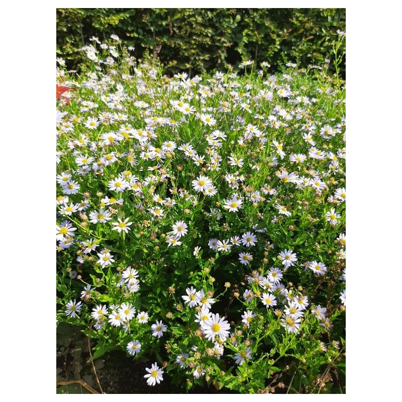 Kalimeris Blue Star - biologisch