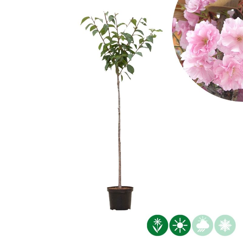 Prunus Kanzan