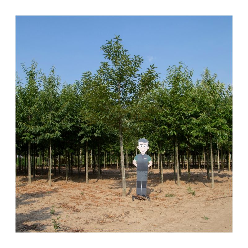 Castanea sativa - volgroeid