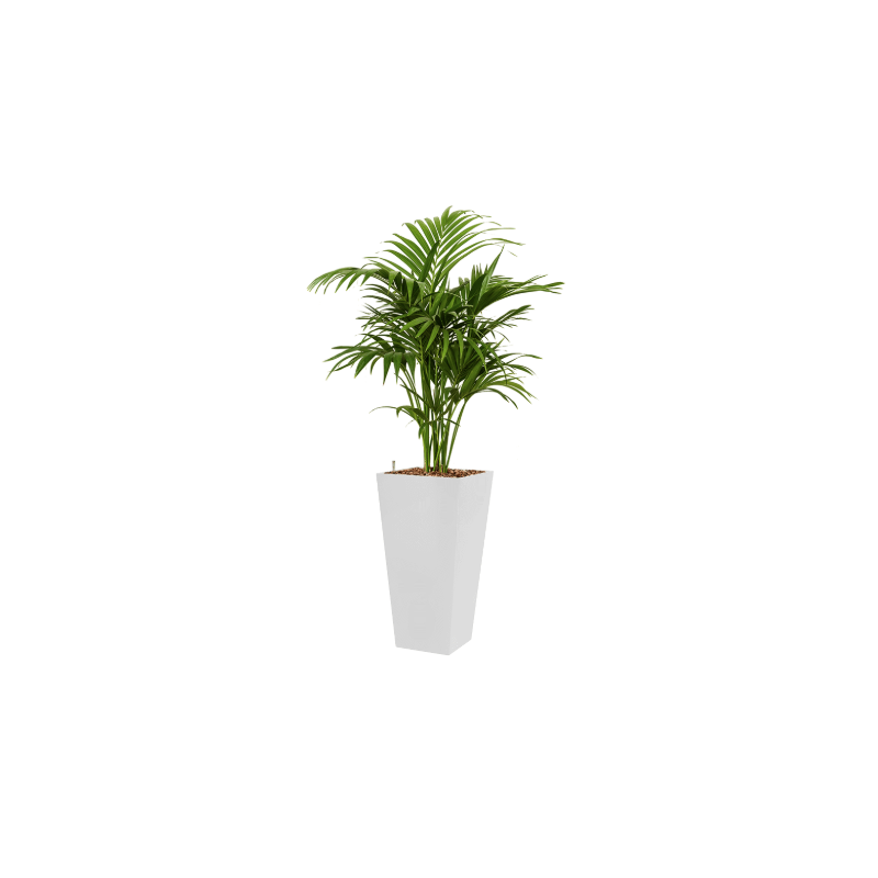 Kentia Howea hydrocultuur in Runner vierkant wit