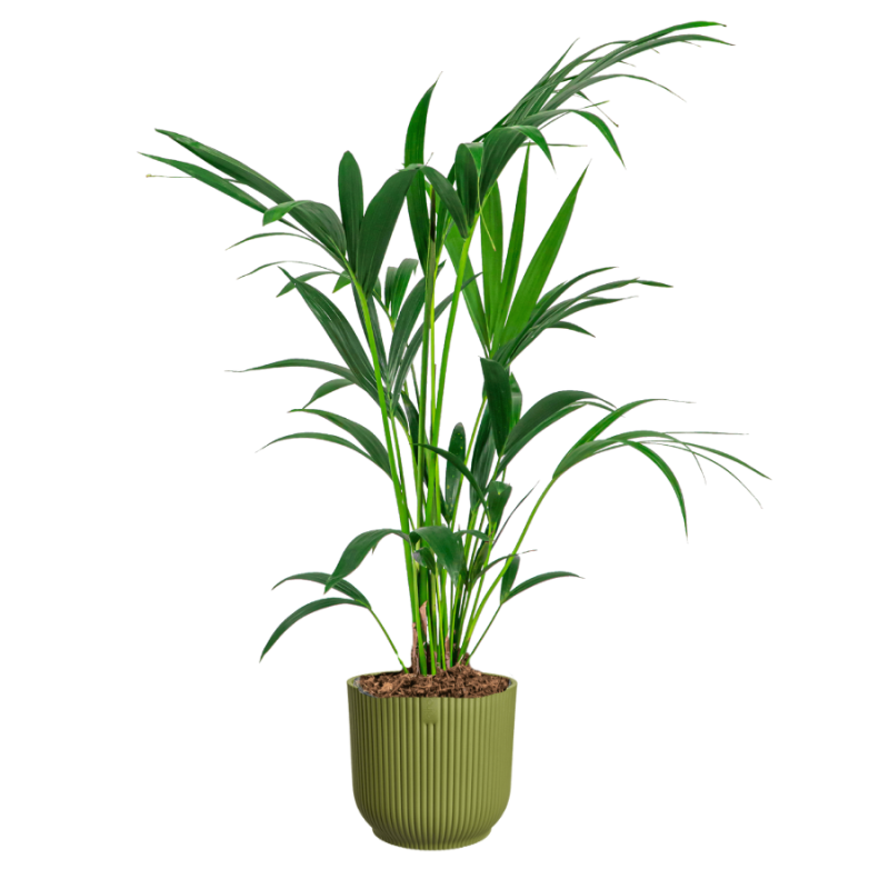 Kentia howea in Vibes groen