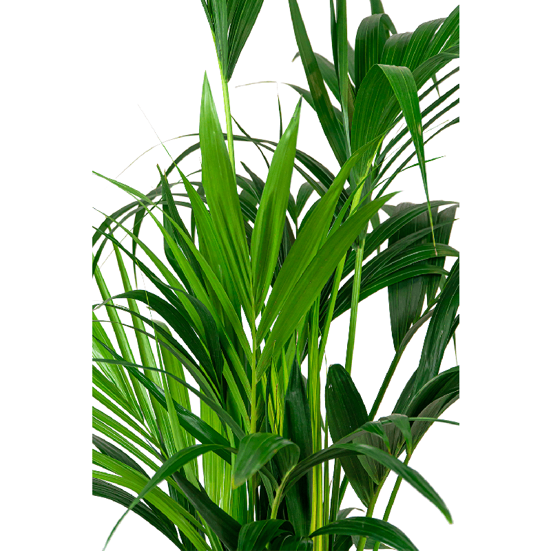 Kentia Howea in June Round Linnen Wit