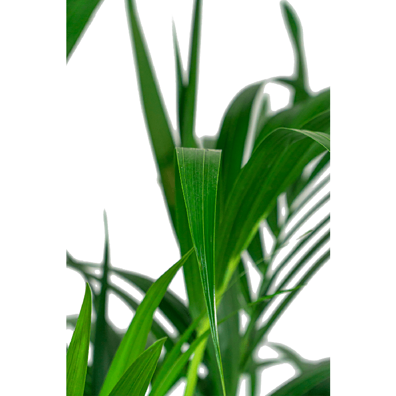 Kentia Howea in June Round Linnen Wit