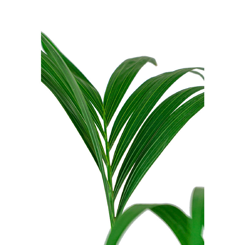Kentia Howea in June Round Linnen Wit