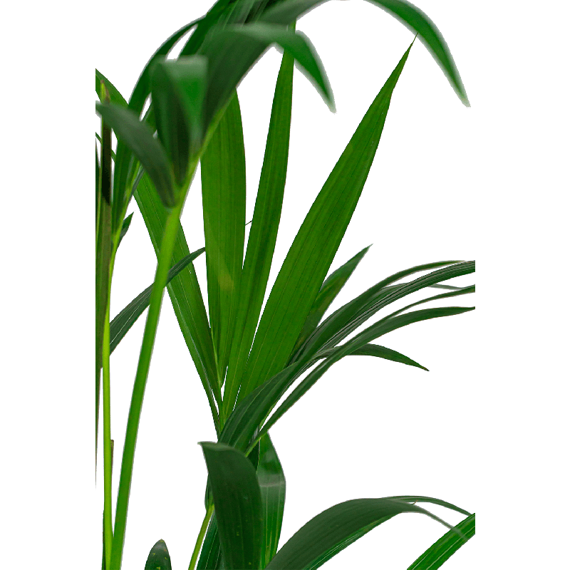Kentia Howea 40 cm