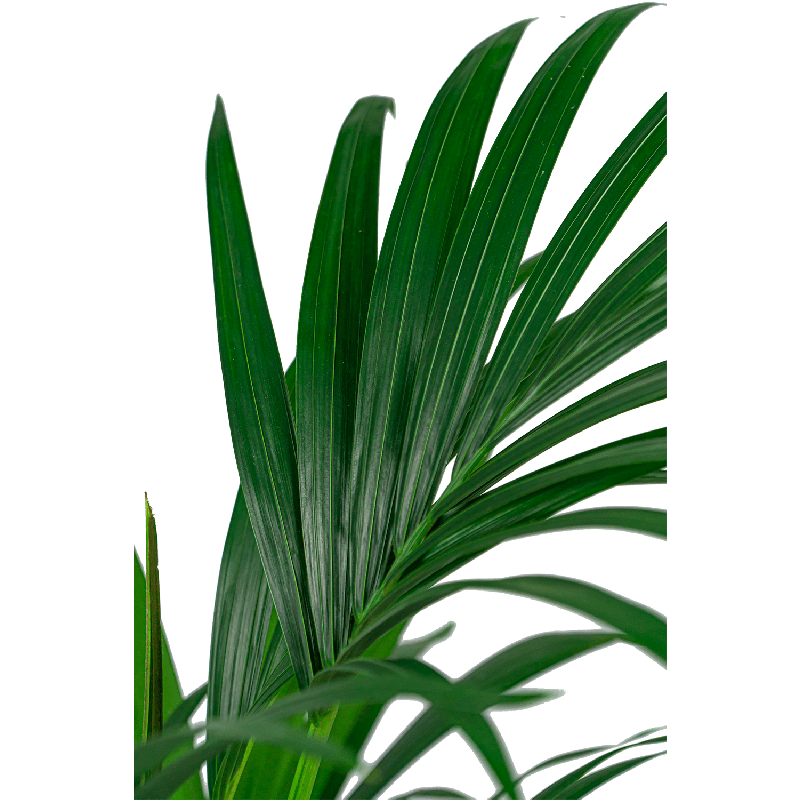 Kentia Howea 80 cm