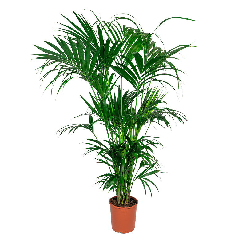 Palm Kentia Howea Forsteriana eenvoudig en snel online bestellen?