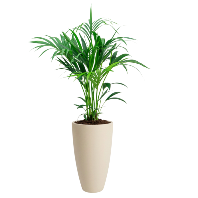 Kentia Howea in June Round Beige