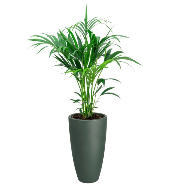 Kentia Howea in June Round Smaragdgroen