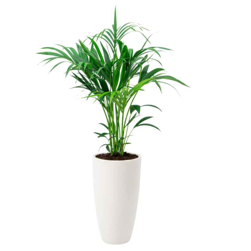 Kentia Howea in June Round Linnen Wit