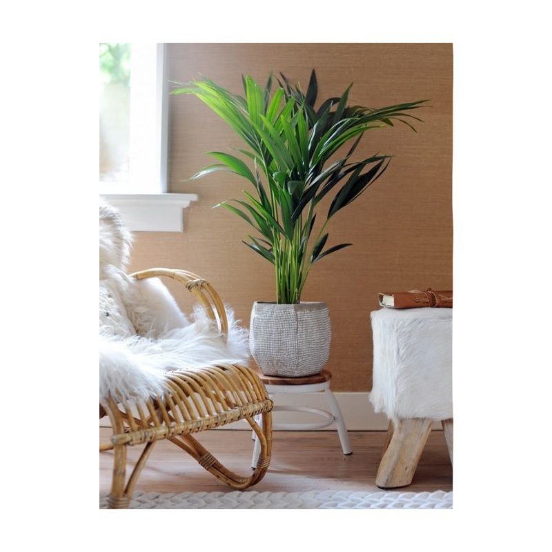 Kentia Howea 200 cm