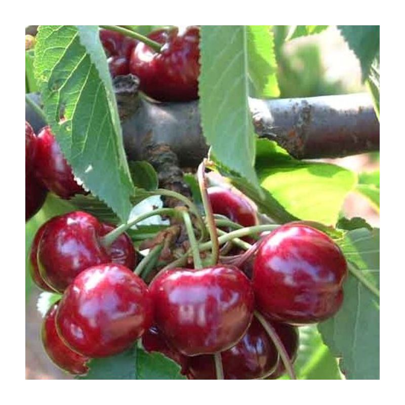 Prunus Bigarreau Burlat - leiboom