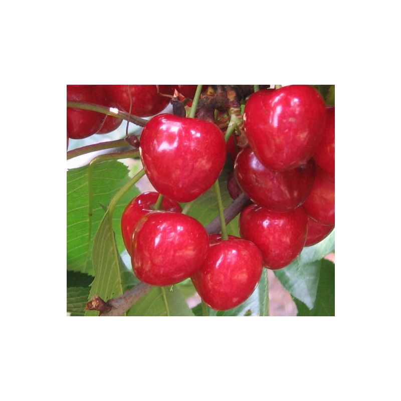 Prunus Hedelfinger - leiboom