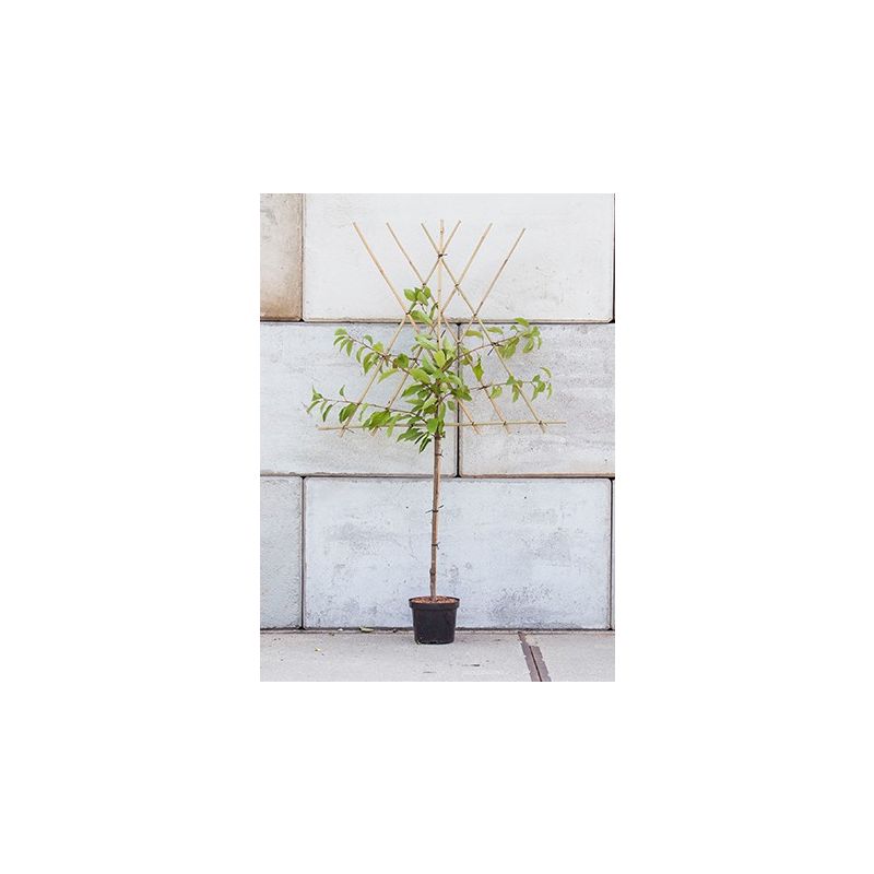 Prunus Morelle - leiboom