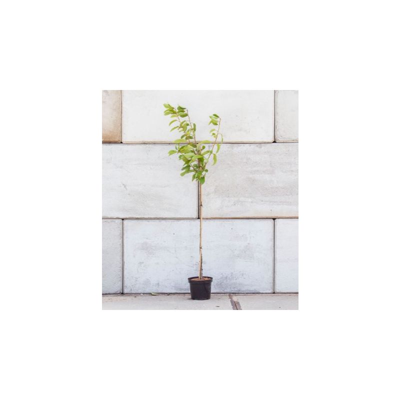 Prunus Hedelfinger