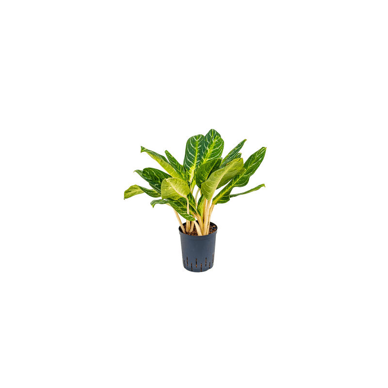 Aglaonema Key Lime
