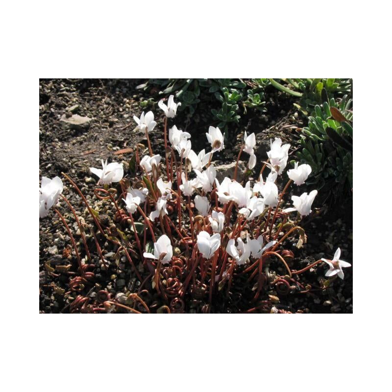 Cyclamen Album 