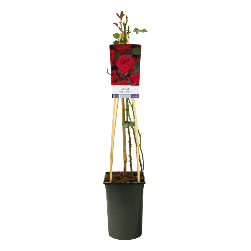 Rosa Red Climber