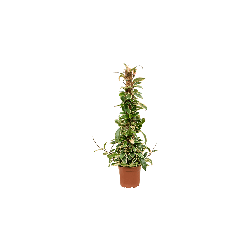 Hoya Krimson Queen