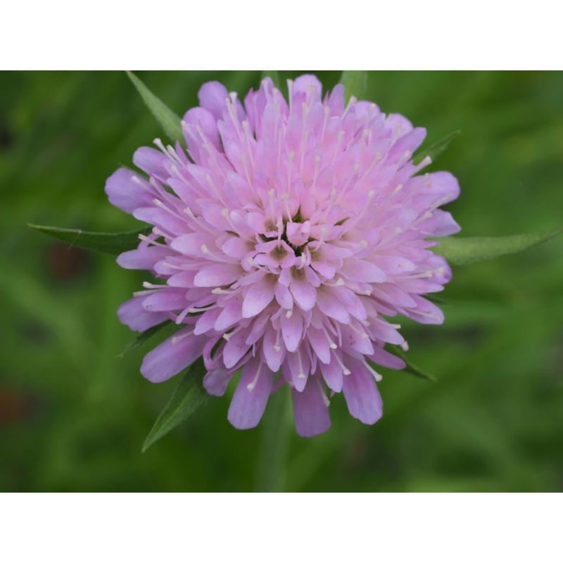 Knautia arvensis 