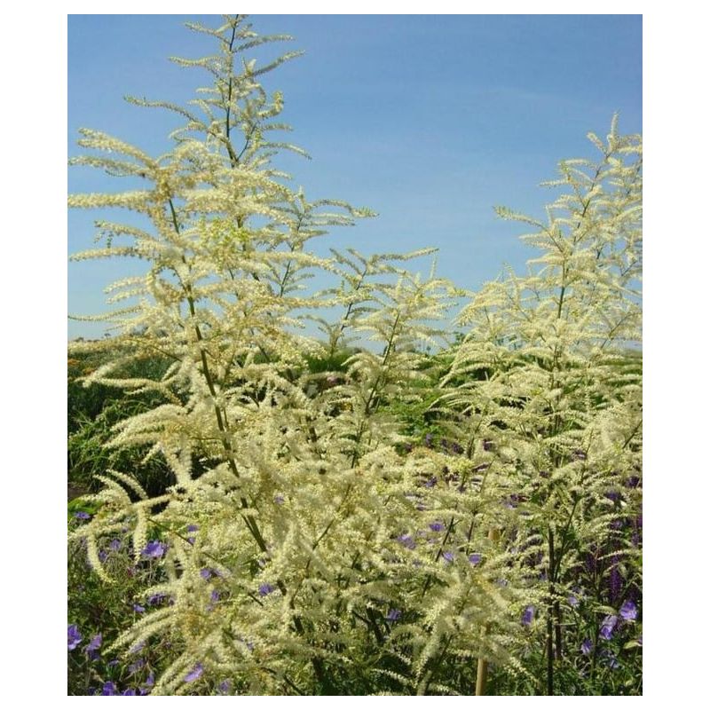 Aruncus Kneiffii 