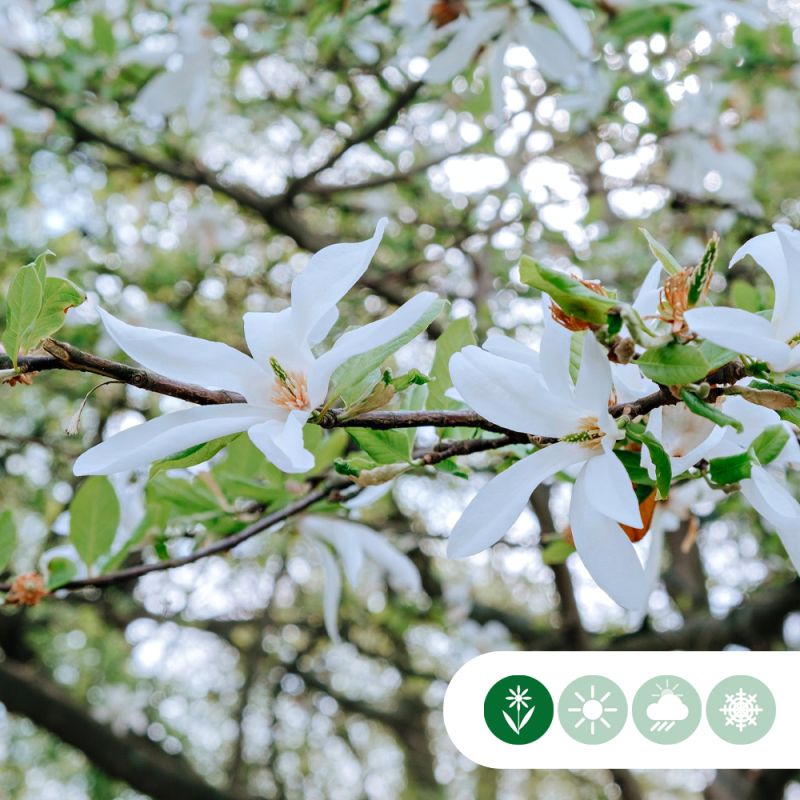 Magnolia Kobus - laagstam