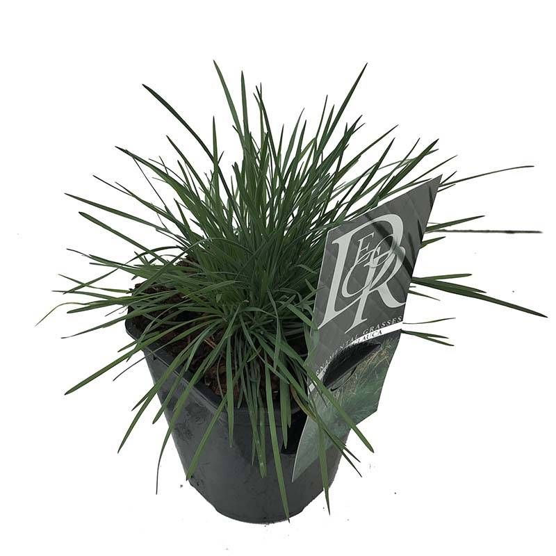 Koeleria glauca 