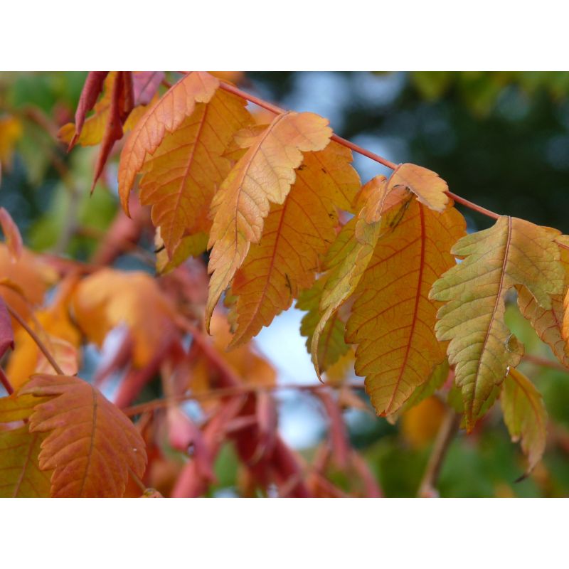 Koelreuteria paniculata