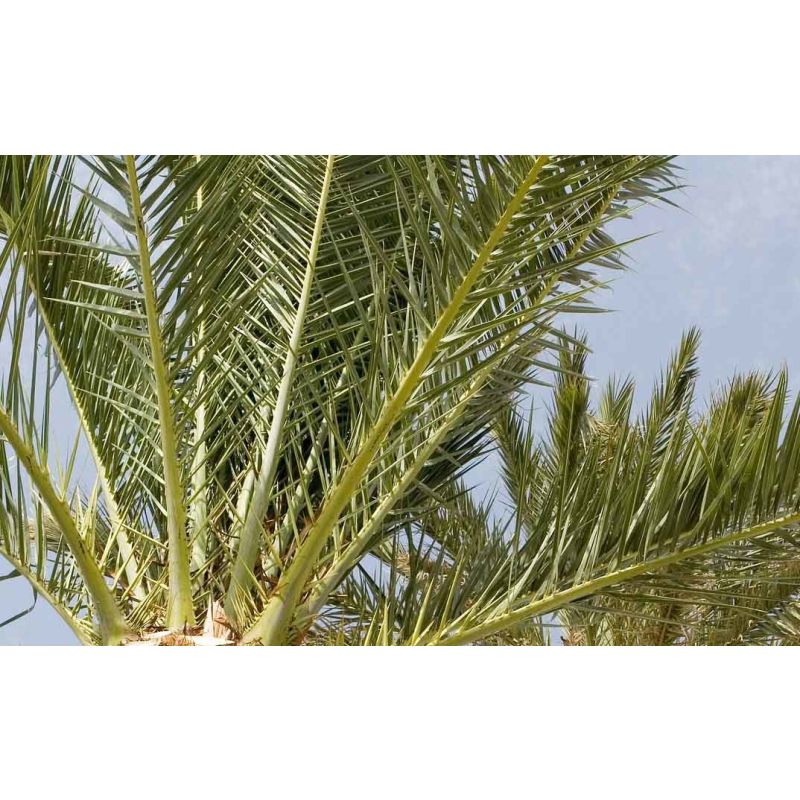 Cocos nucifera 2-stam