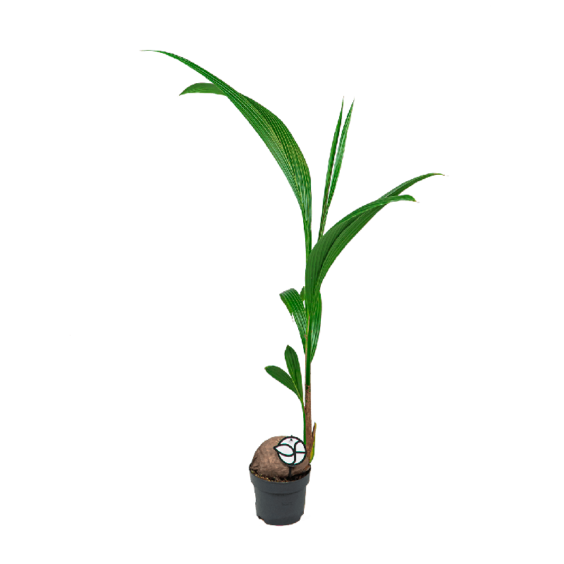 Cocos nucifera