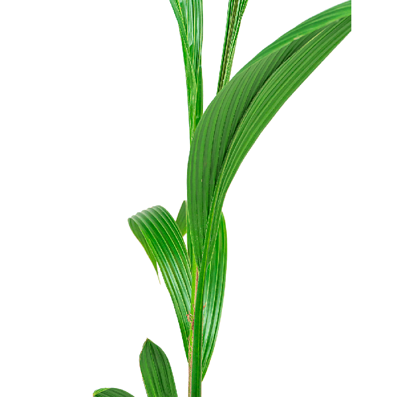 Cocos nucifera