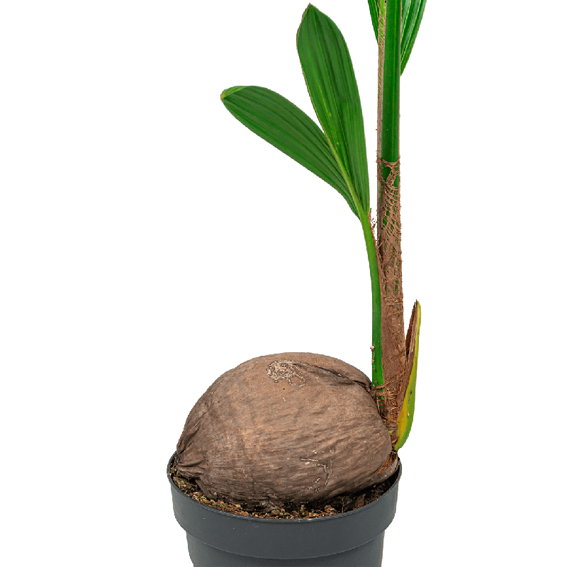 Cocos nucifera