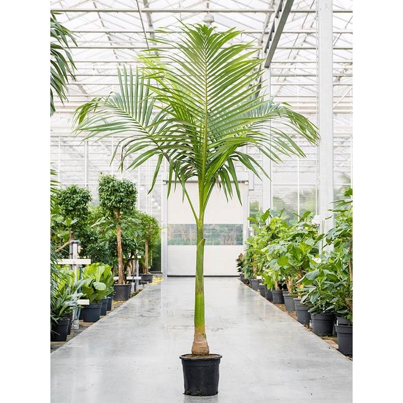 Archontophoenix alexandrae
