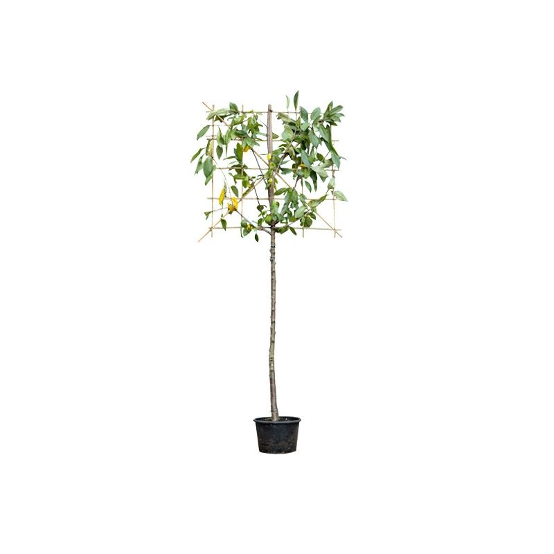 Prunus Kordia - leiboom 