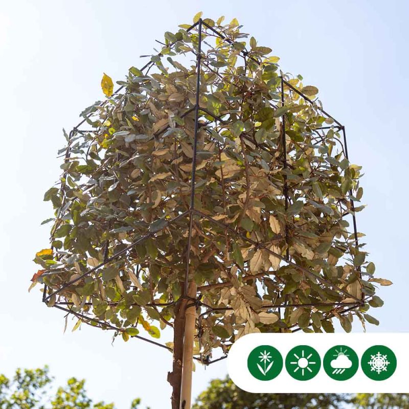 Elaeagnus ebbingei - kubus